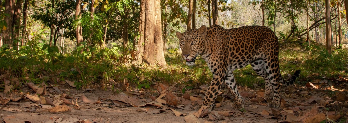 Indochinese Leopard, by Dome Pratumtong