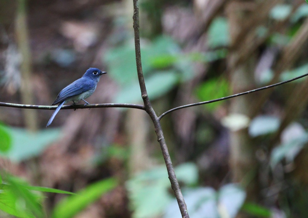 Cerulean Flycatcher, by Agami Photo Agency