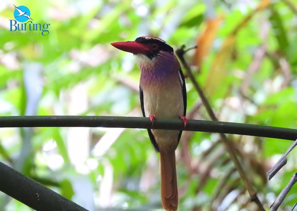 Sangihe Lilac Kingfisher, photo courtesy Burung Indonesia and BirdLife International
