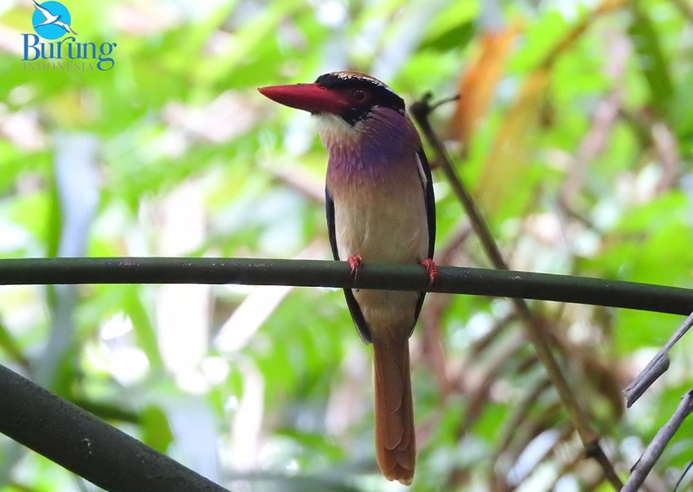 Sangihe Lilac Kingfisher, photo courtesy Burung Indonesia and BirdLife International