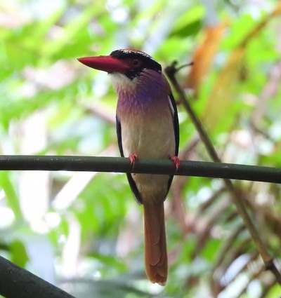 Sangihe Lilac Kingfisher, photo courtesy Burung Indonesia and BirdLife International