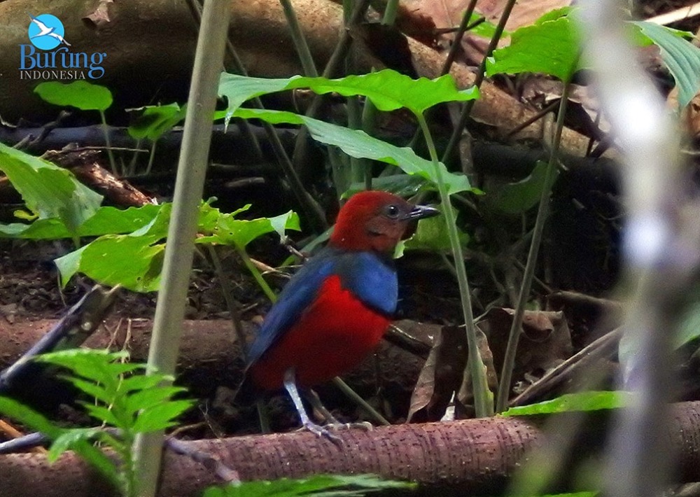 Sangihe Pitta, photo courtesy Burung Indonesia and BirdLife International