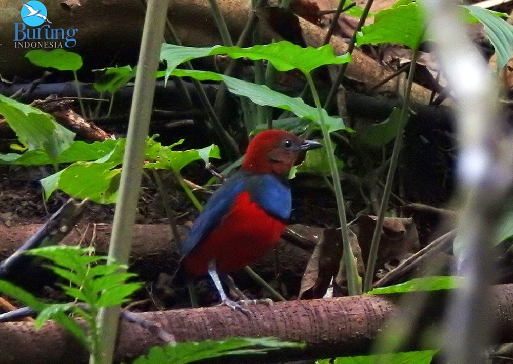 Sangihe Pitta, photo courtesy Burung Indonesia and BirdLife International