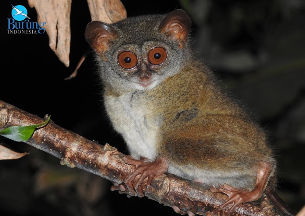 Sangihe Tarsier, photo courtesy Burung Indonesia and BirdLife International