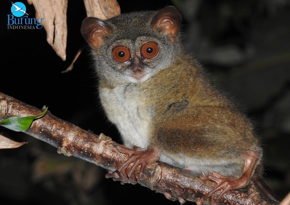 Sangihe Tarsier, photo courtesy Burung Indonesia and BirdLife International