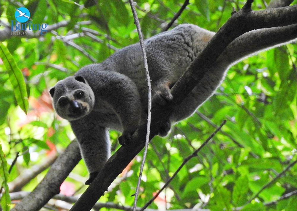 Talaud Bear Cuscus, photo courtesy Burung Indonesia and BirdLife International