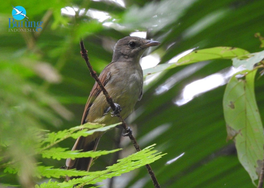 Sangihe Whistler, photo courtesy Burung Indonesia and BirdLife International