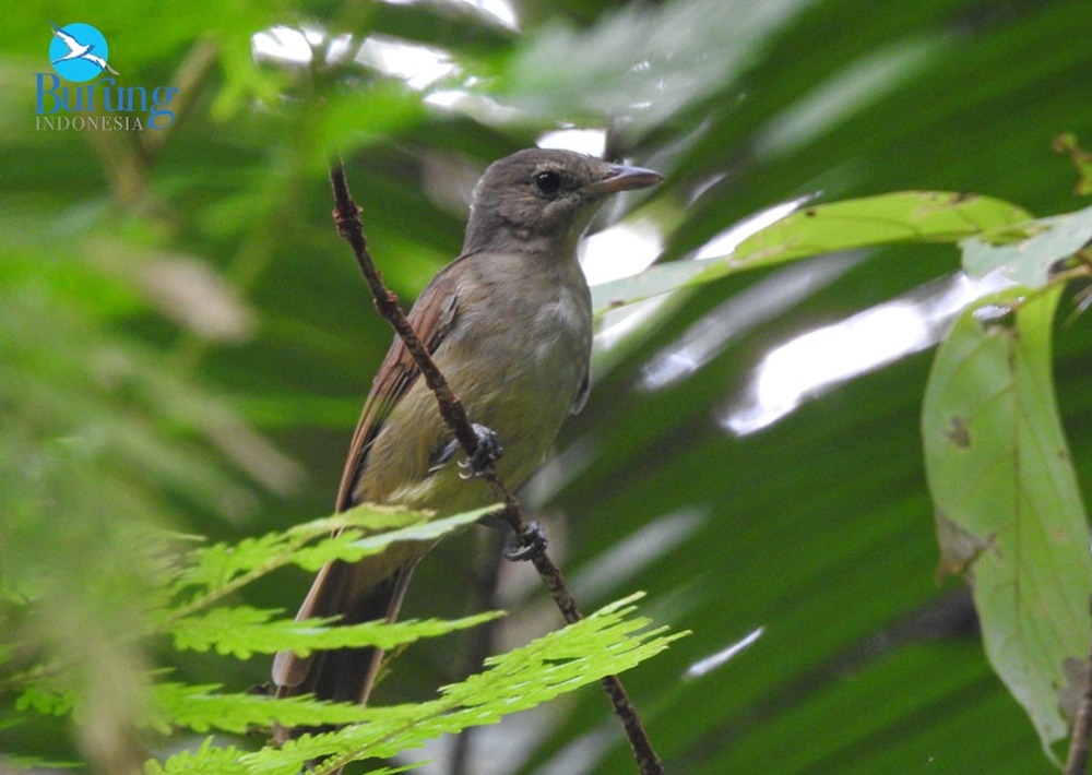 Sangihe Whistler, photo courtesy Burung Indonesia and BirdLife International