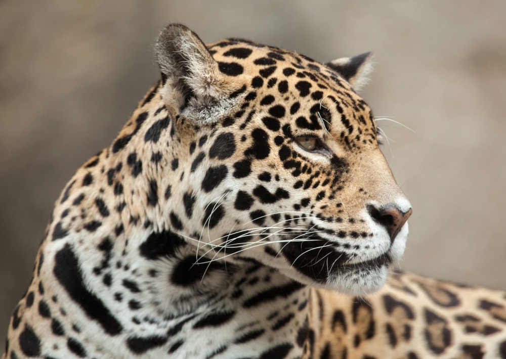 Jaguar, by Vladimir Wrangel