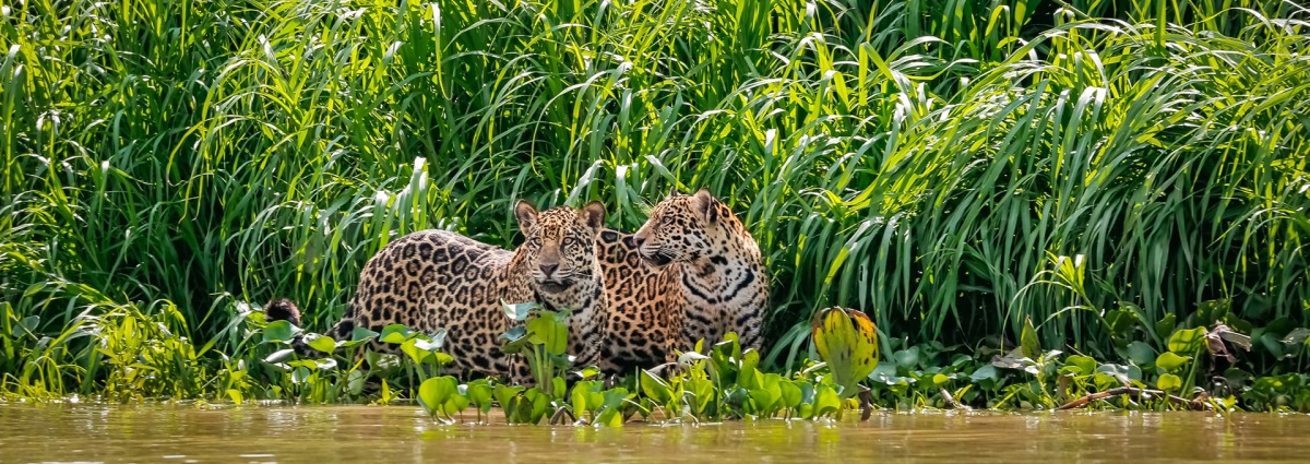 Two Jaguars, by Uwe Bergwitz