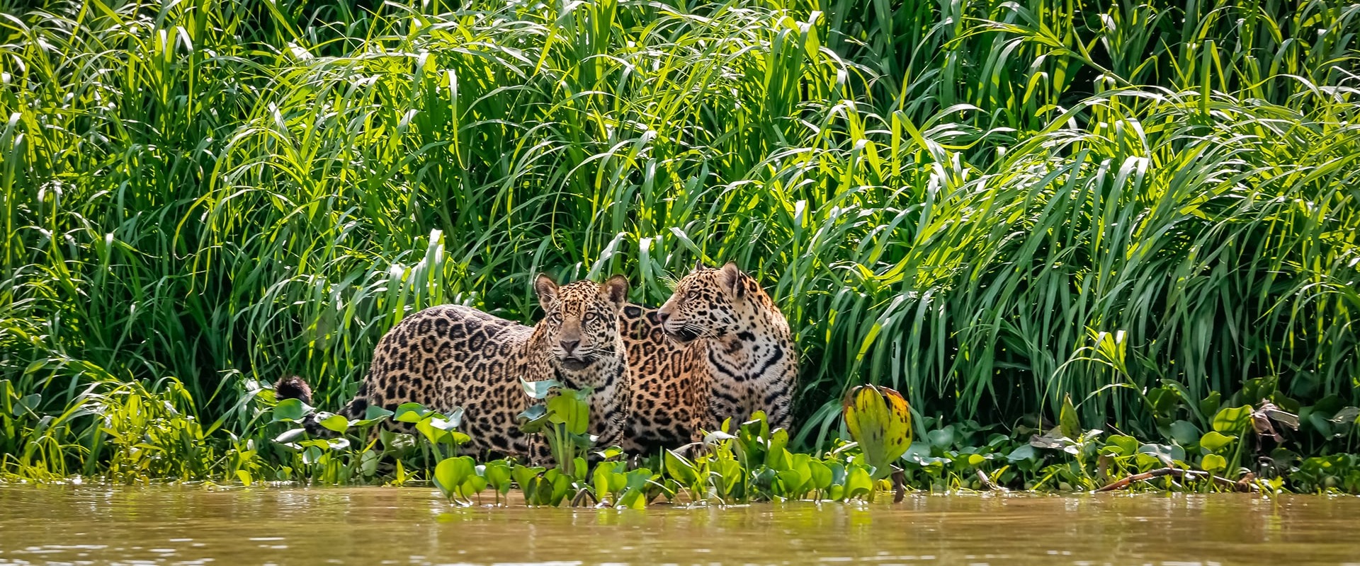 Two Jaguars, by Uwe Bergwitz