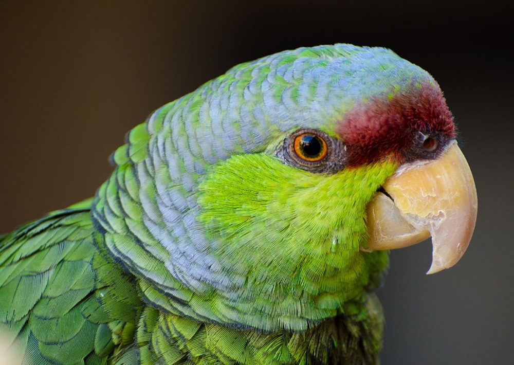 Lilac-crowned Amazon Parrot, by Evelyn D. Harrison