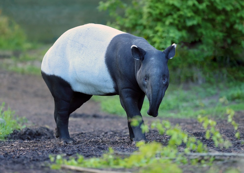 Malay Tapir, by Karel Bartik