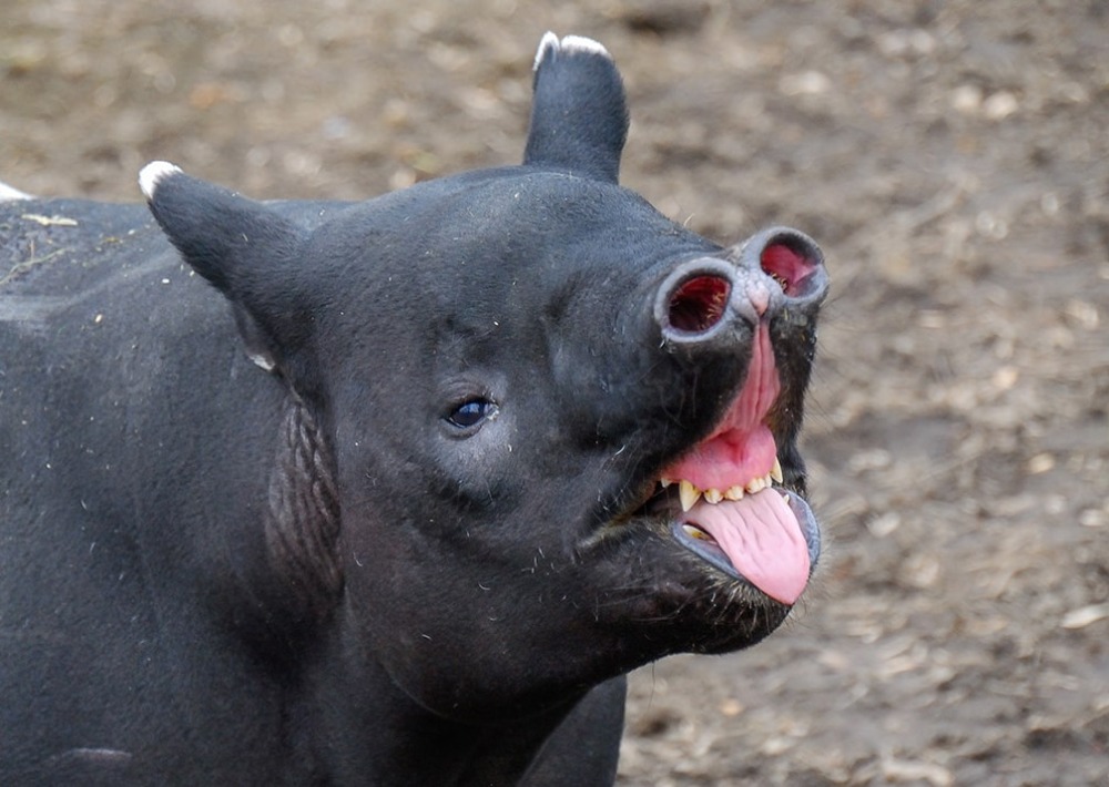 Malay Tapir or Asian Tapir, by Marek Rybar