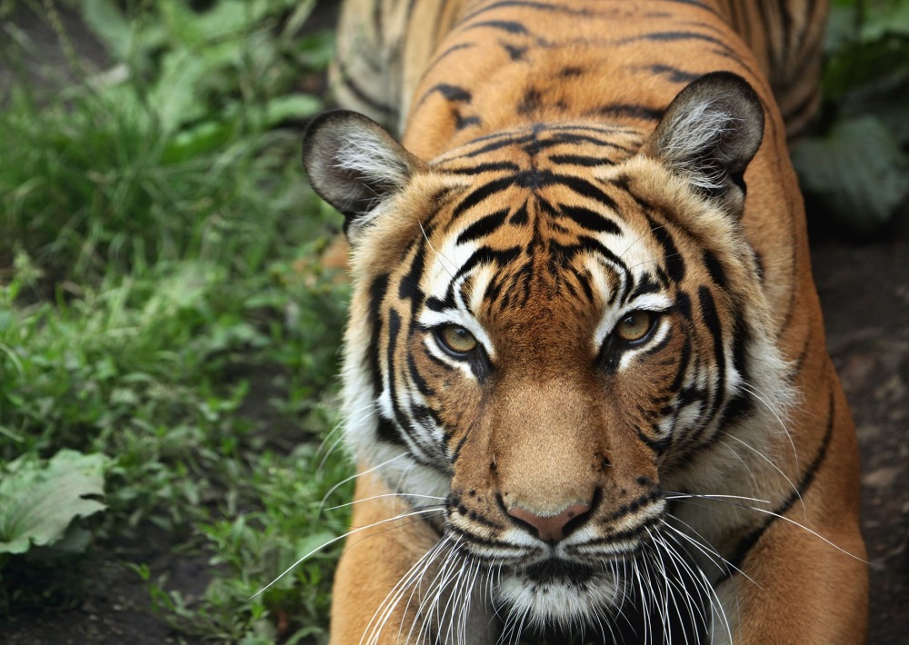 Malayan Tiger, by Vladimir Wrangel