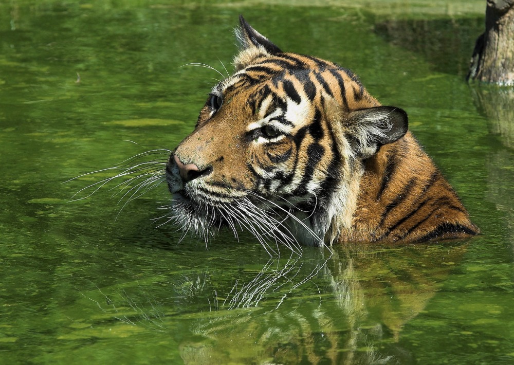 A swimming Malayan Tiger, by Hans Stieglitz