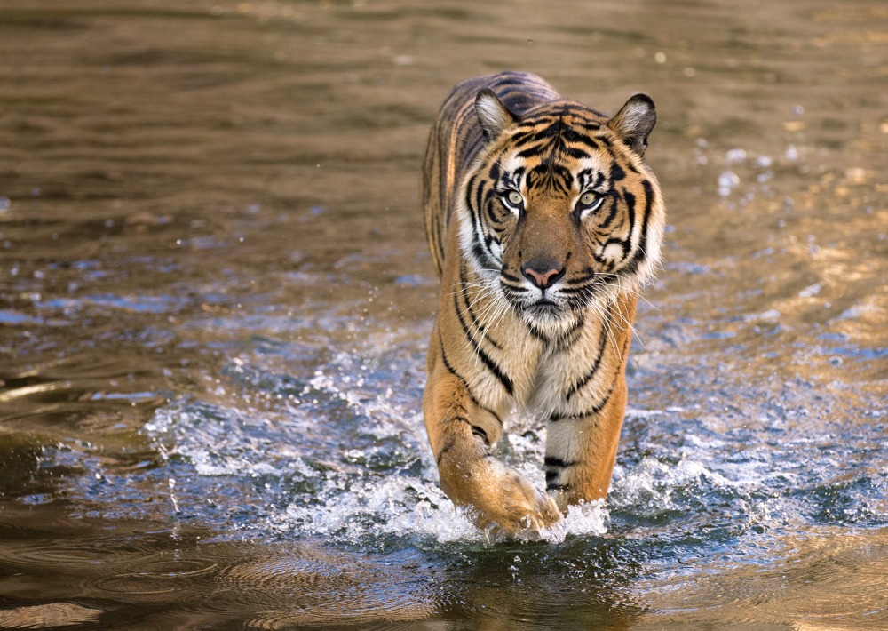 Malayan Tiger, by Felineus