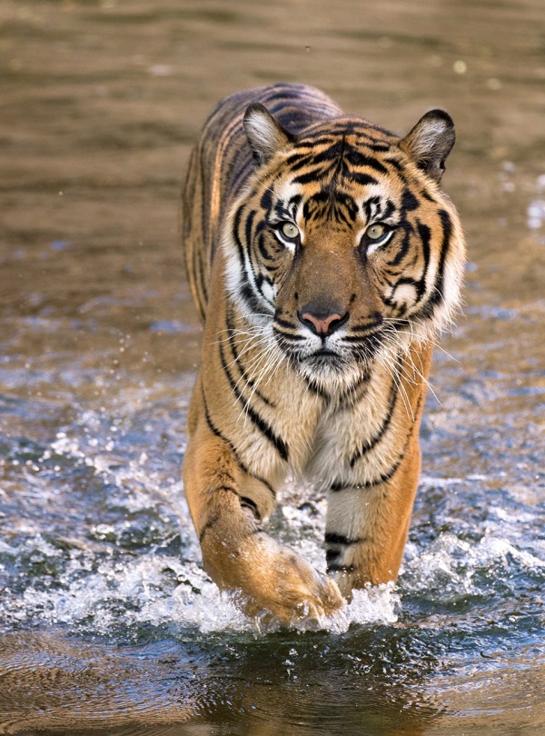 Malayan Tiger, by Felineus