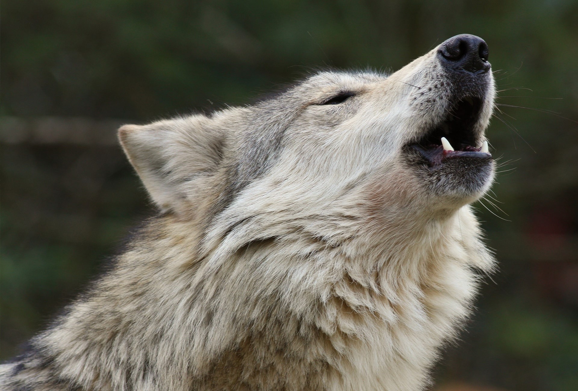 Mexican Wolf, by Cynthia Kidwell