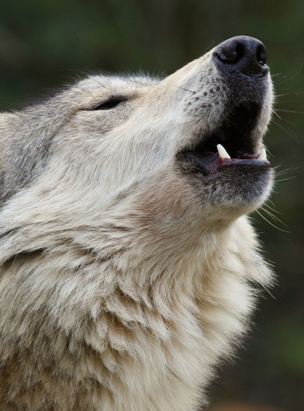 Mexican Wolf, by Cynthia Kidwell