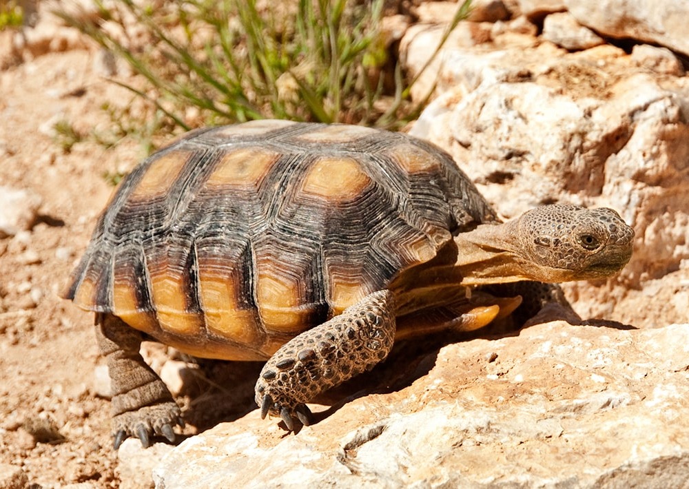 Mojave Desert Tortoise, by Darren J. Bradley