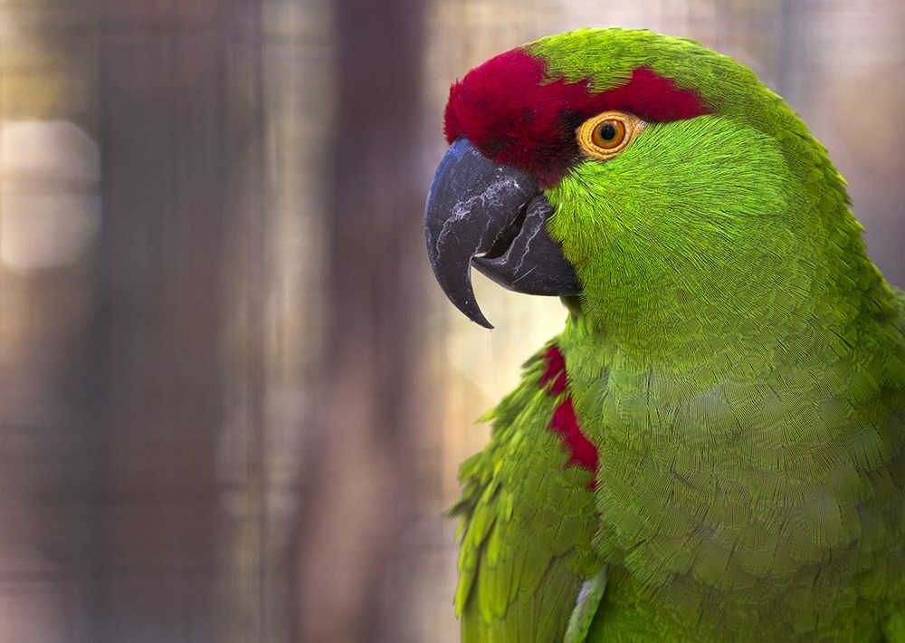 Thick-billed Parrot, by Patrick Rolands