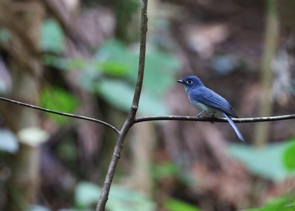 Cerulean Flycatcher, by Agami Photo Agency