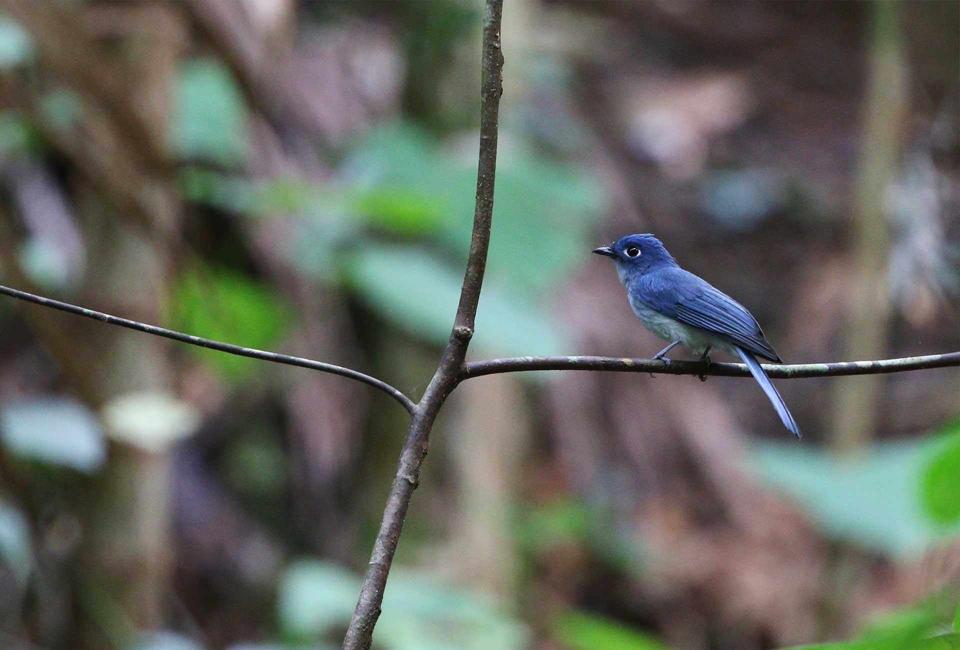 Cerulean Flycatcher, by Agami Photo Agency