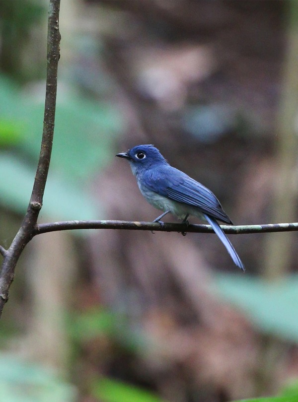 Cerulean Flycatcher, by Agami Photo Agency