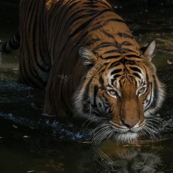 Malayan Tiger, by Matthew T Griffith