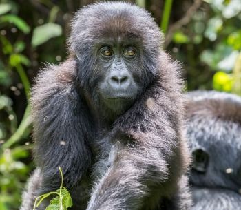 Young Grauer's Gorilla or Eastern Lowland Gorilla, by LM Images