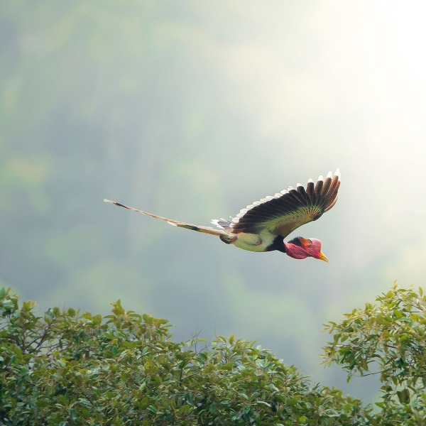 Helmeted Hornbill, by Red Ivory