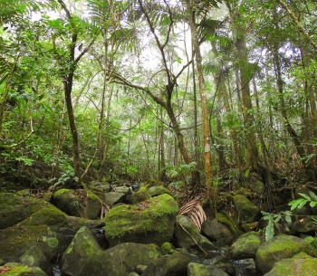 One of the Valleys in Kulur Village, photo courtesy Burung Indonesia and BirdLife International