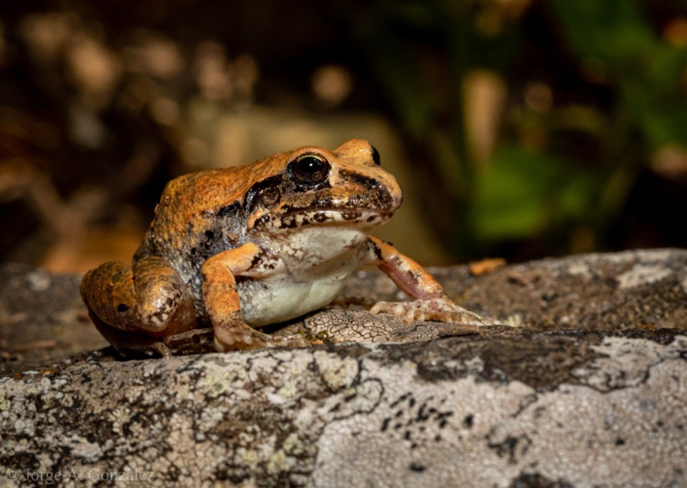 Craugastor occidentalis, by Pronatura Mexico