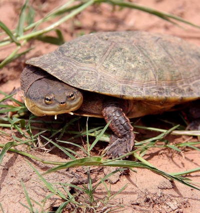 Dahl's Toad-headed Turtle looking at the camera.