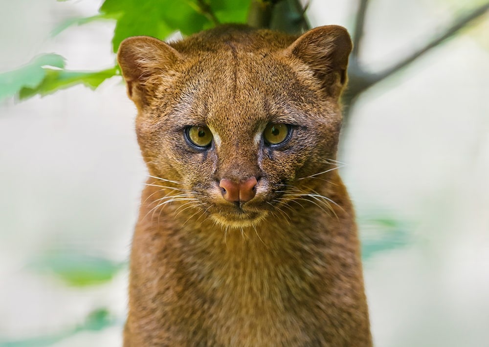 Jaguarundi, by Tambako the Jaguar