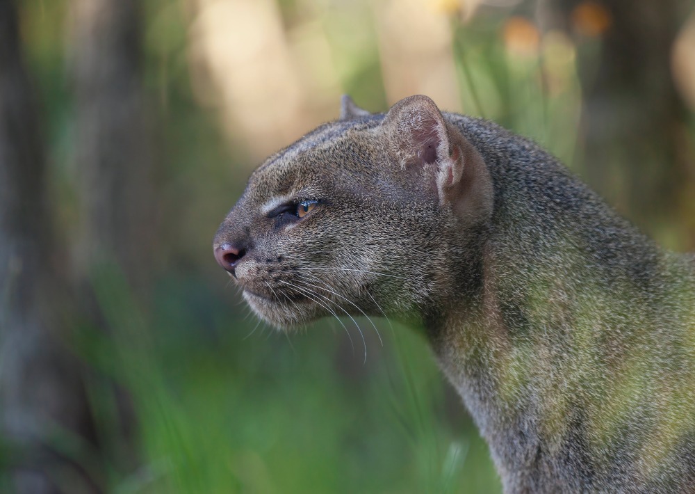 Jaguarundi, by jirihosko