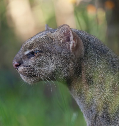 Jaguarundi, by jirihosko