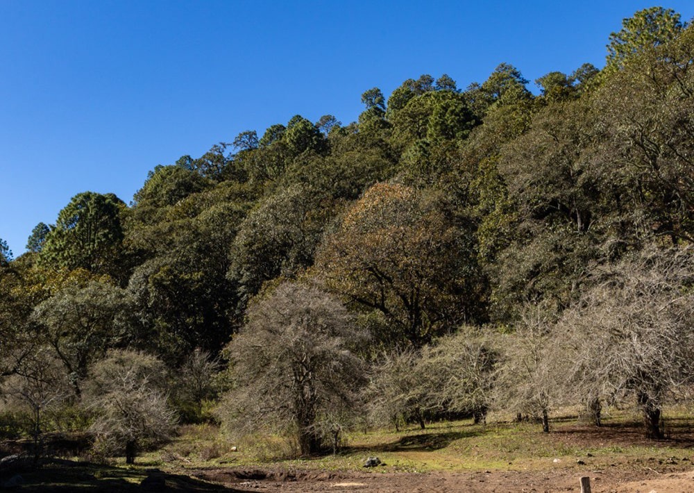 Landscape of Sierra de Cacoma Mexico, courtesy Pronatura Mexico