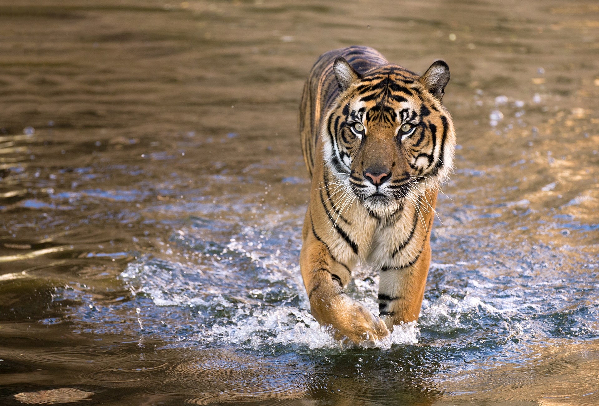 Malayan Tiger, by Felineus