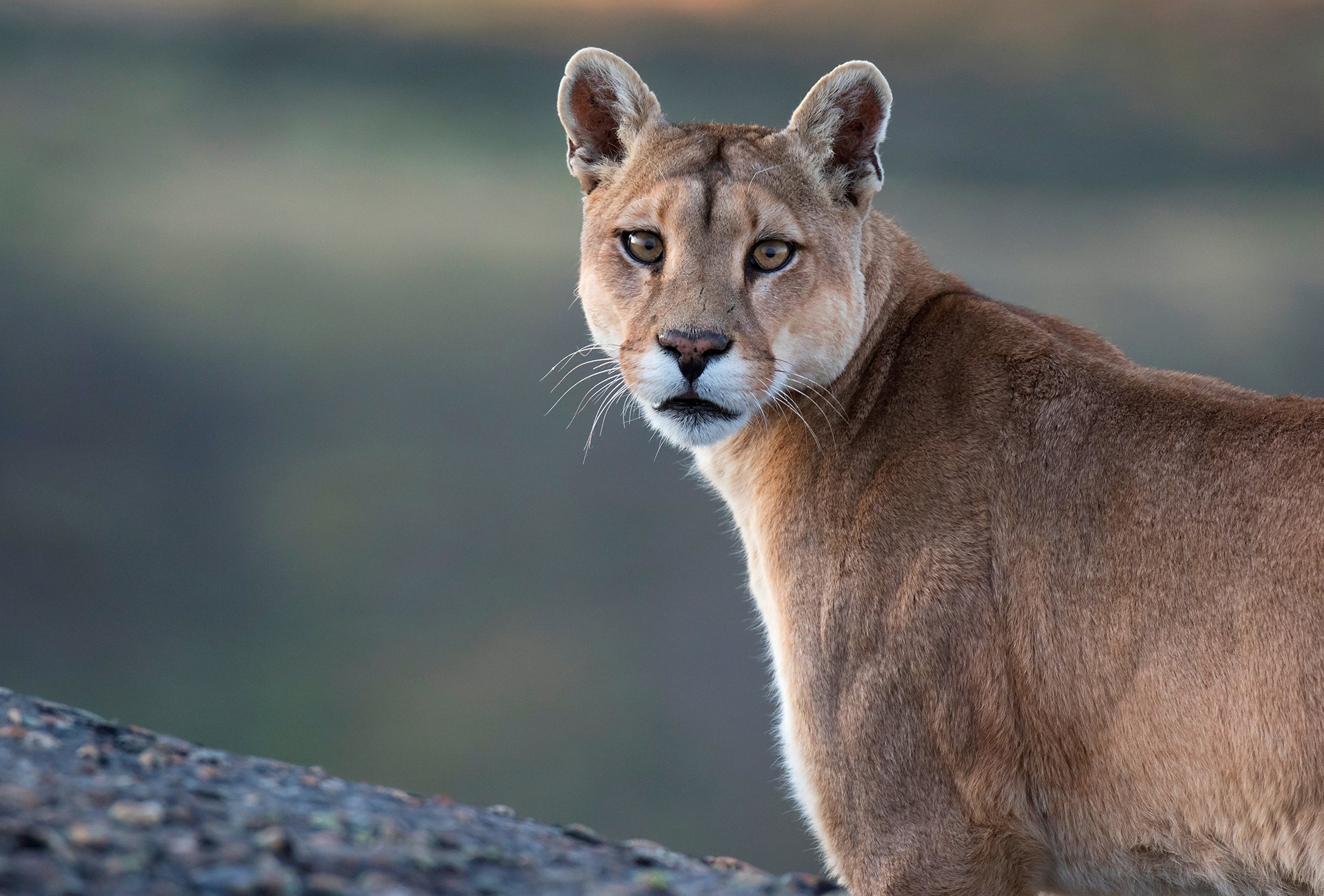 Puma, by Agami Photo Agency