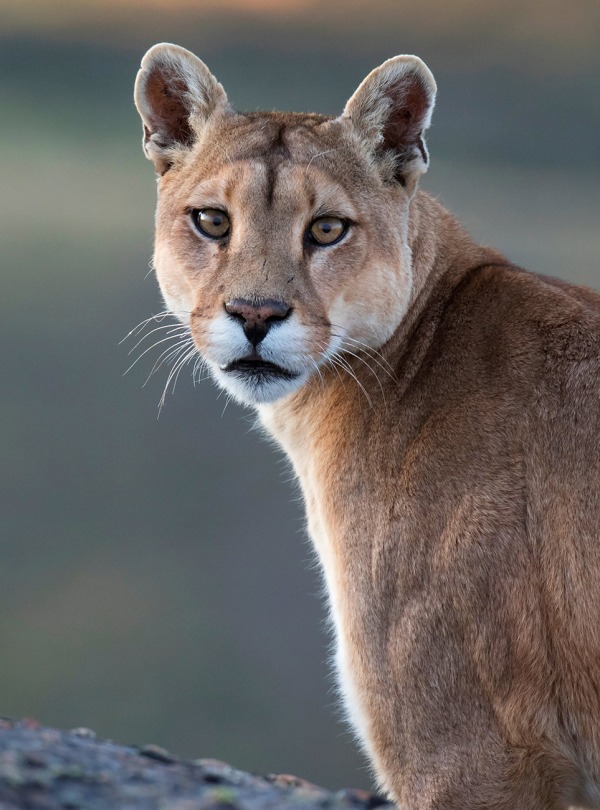 Puma, by Agami Photo Agency