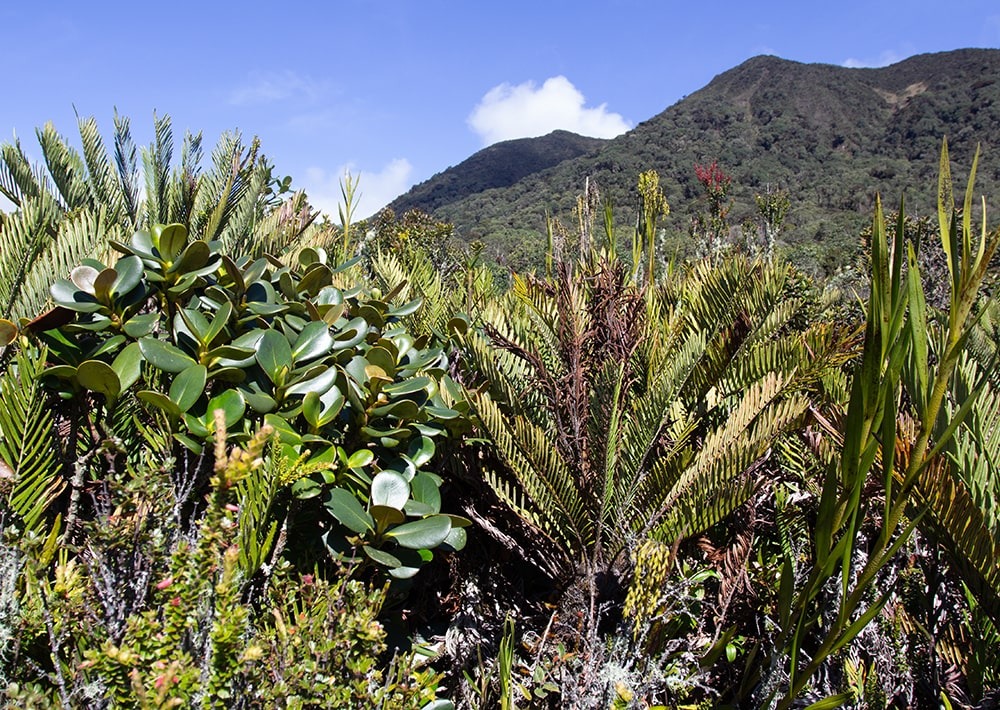 The landscape of the Cerro Negro project site in Colombia, by Fundación Suyusama