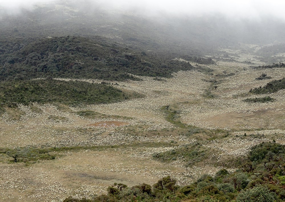 The páramos landscape of the Cerro Negro project site in Colombia, by Fundación Suyusama