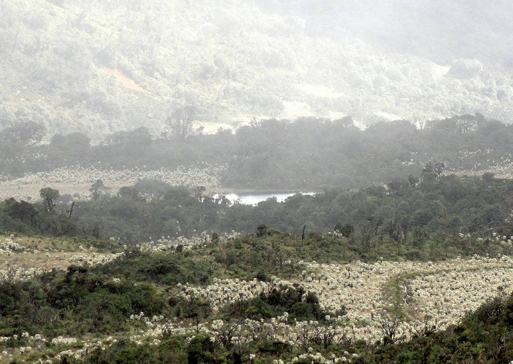 The páramos landscape of the Cerro Negro project site in Colombia, by Fundación Suyusama