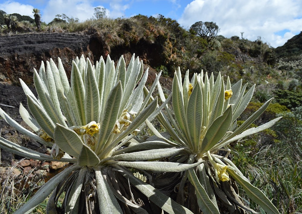 The páramos landscape of the Cerro Negro project site in Colombia, by Fundación Suyusama
