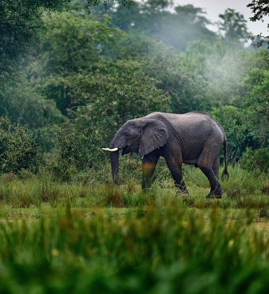 African Forest Elephant, by Ondrej Prosicky