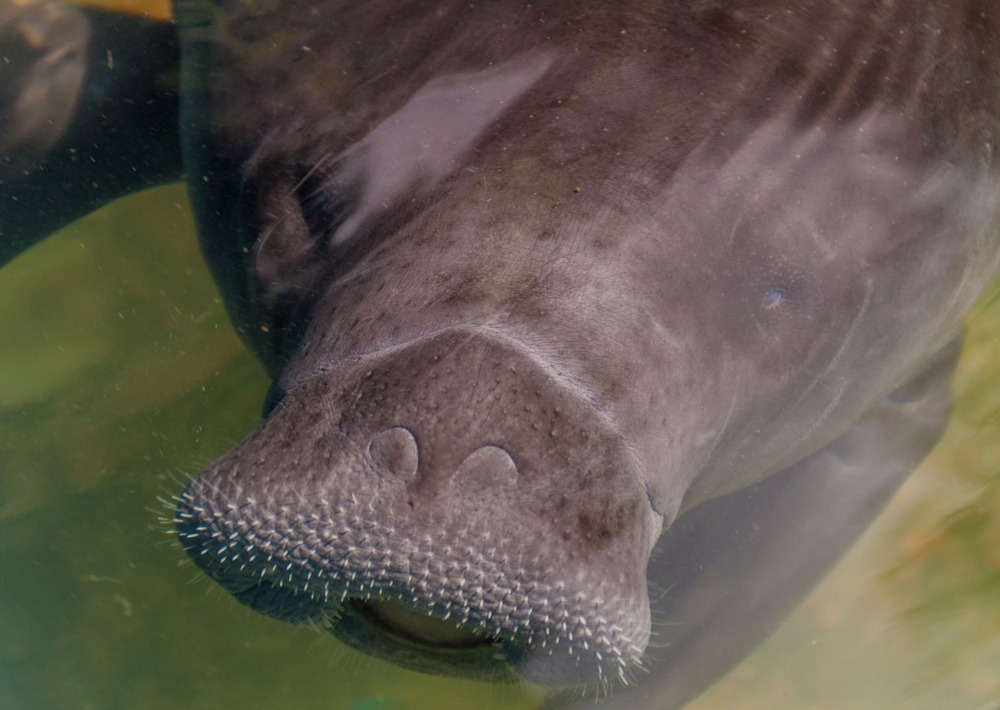 Amazonian Manatee, by Matyas Rehak