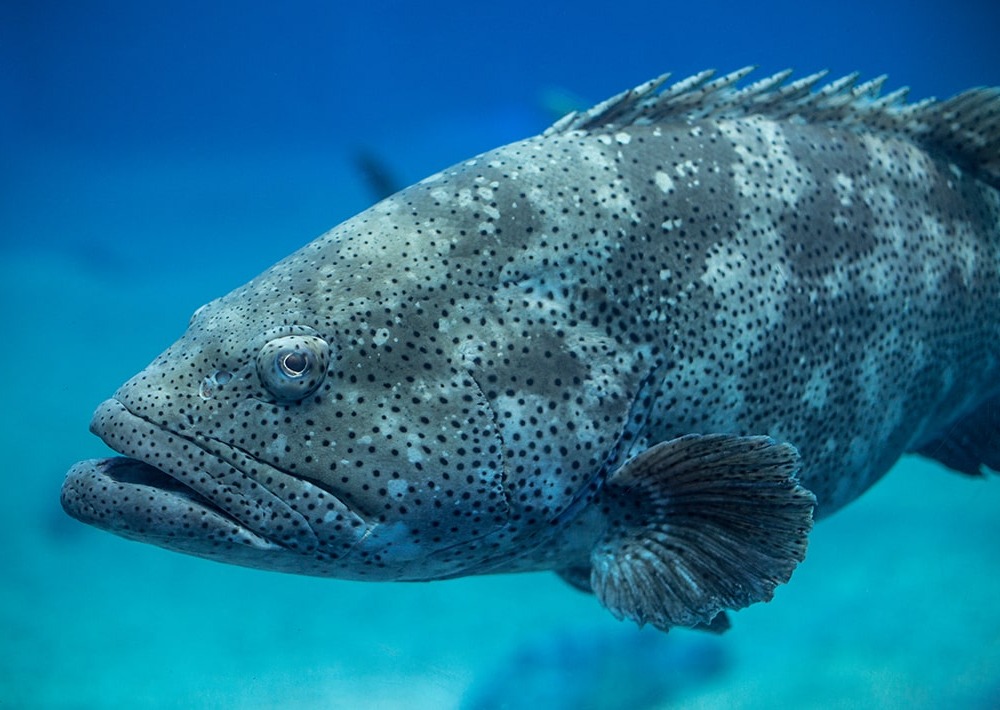 Atlantic Goliath Grouper, by Jayson Photography