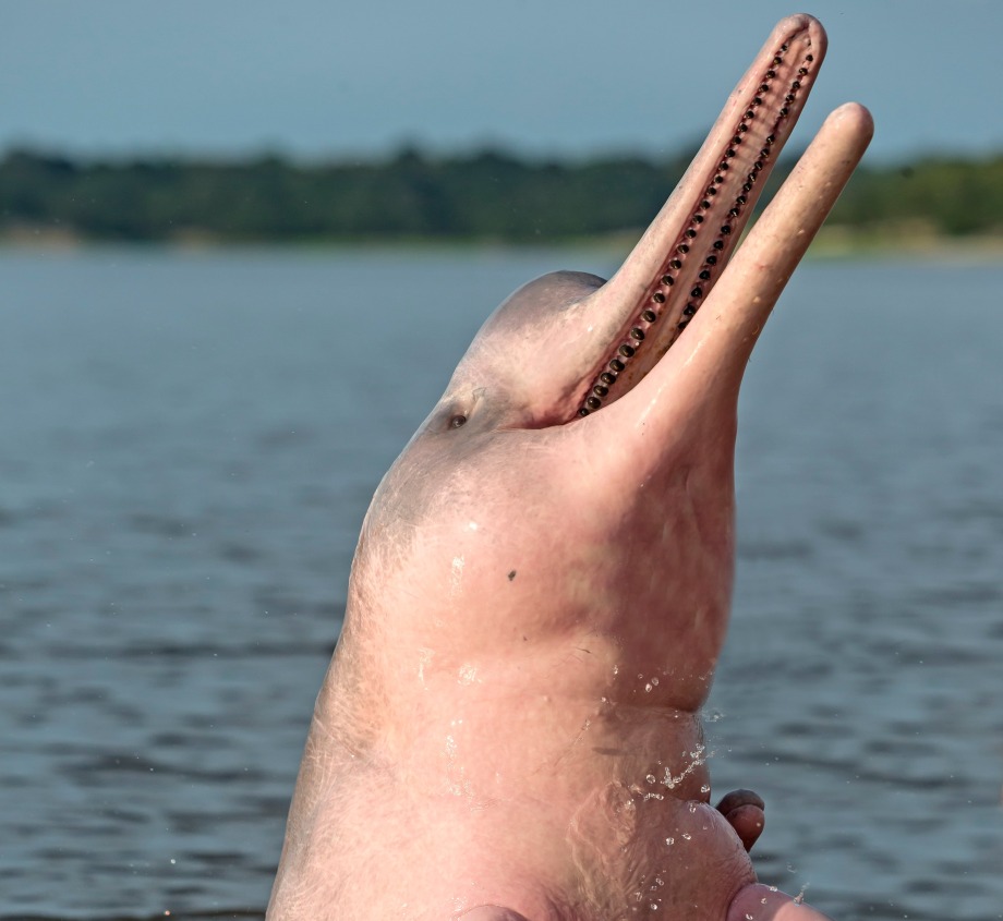 Amazon River Dolphin, by COULANGES